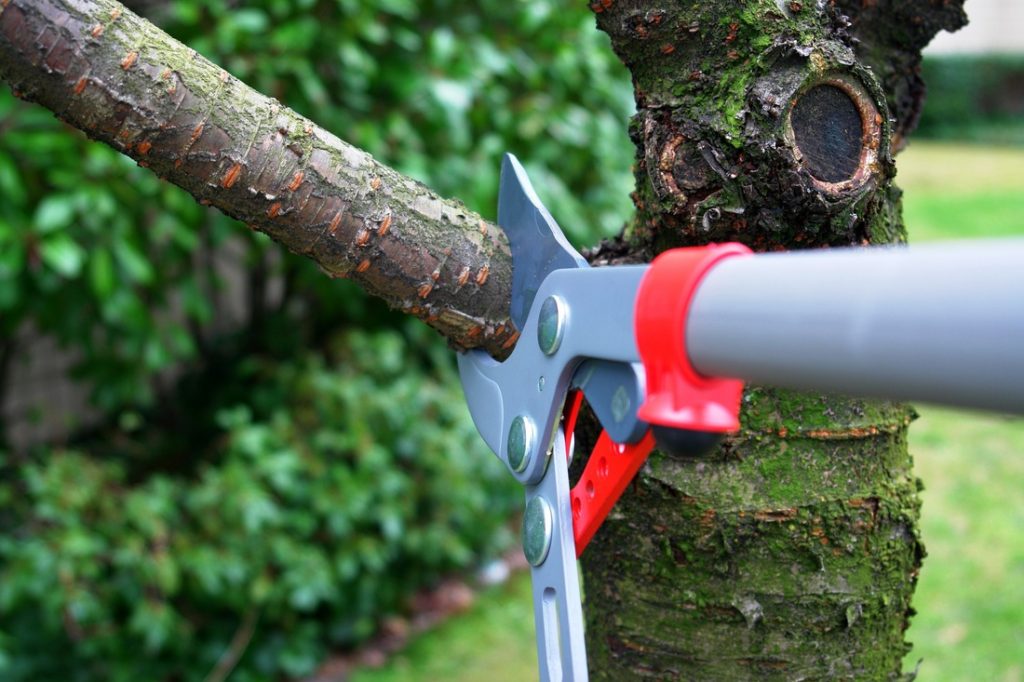 Tree Trimming - Home Improvement Tips